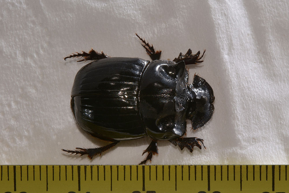 Copris lunaris, maschio (Scarabaeidae)